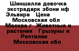 Шиншилла девочка экстрадарк эбони нф Эльвира › Цена ­ 6 000 - Московская обл., Москва г. Животные и растения » Грызуны и Рептилии   . Московская обл.